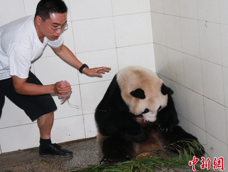 Panda Xi Mei gave birth to the cubs at 4:47 a.m. Wednesday in Sichuan Province, according to the China Conservation and Research Center for the Giant Panda in Wolong. 