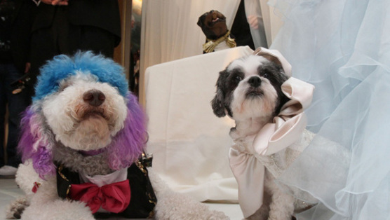 Chilly Pasternak, a poodle from Richmond, Virginia, left, and Baby Hope Diamond, a Coton de Tulear from New York, right, sit together after their 'wedding' Thursday July 12, 2012 in New York. The black tie fundraiser, which was the most expensive wedding for pets, was held to benefit the Humane Society of New York. [AP]