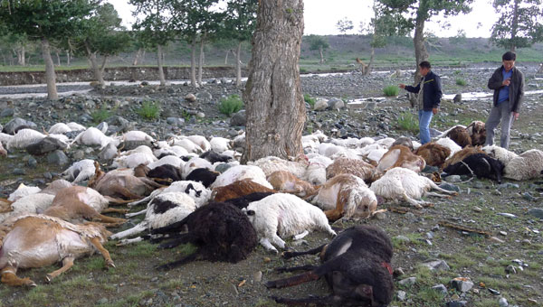 Herders count the bodies of sheep in Hoboksar in the Xinjiang Uygur autonomous region on Tuesday. A lightning strike killed 173 sheep, a heavy loss for the herders. [ Photo / China Daily ]