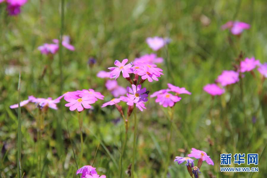 Photo shows the amazing view in Gangcha County of Qinghai Province, July 12, 2012. Summer is the best season to see Qinghai, and tourism is picking up in the province. [Xinhua]