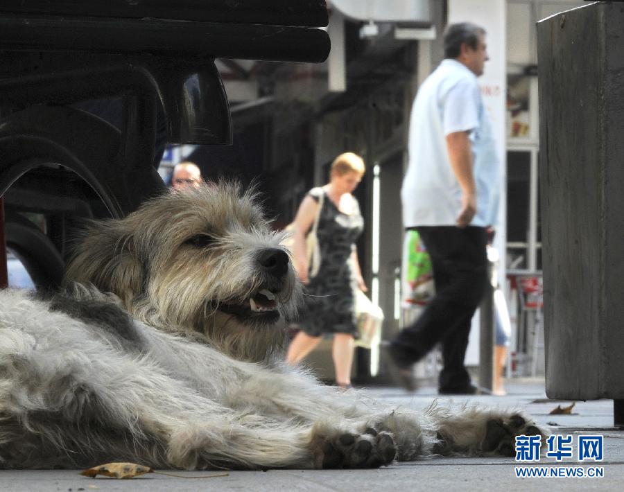 Animals find ways to cool themselves during hot summer. 