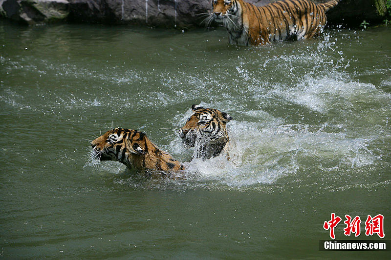 Animals find ways to cool themselves during hot summer. 