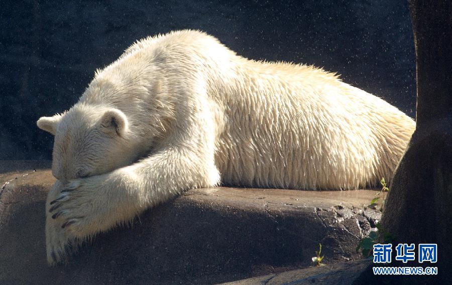 Animals find ways to cool themselves during hot summer. 