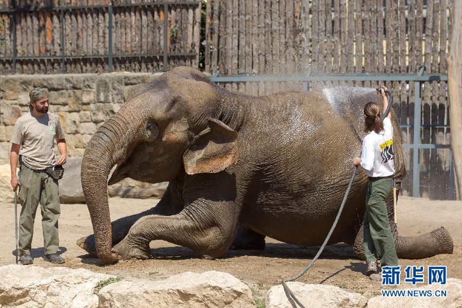 Animals find ways to cool themselves during hot summer. 