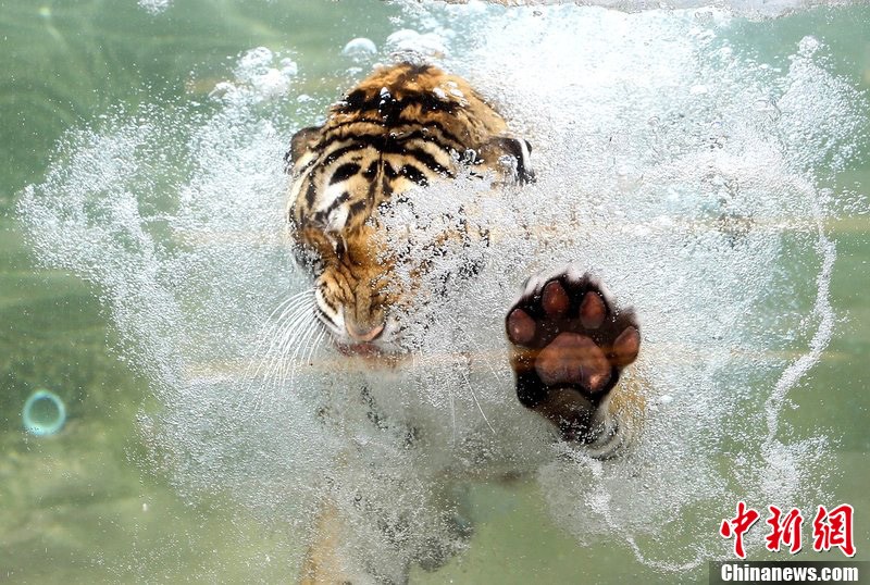 Animals find ways to cool themselves during hot summer. 