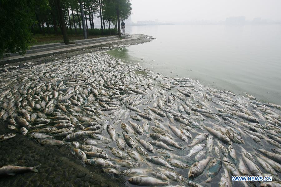 Dead fish float at the south lake in Wuhan, capital of central China's Hubei Province, July 15, 2012.