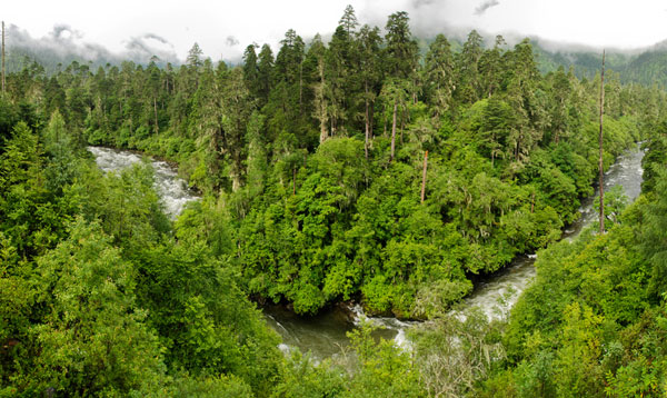 Nanyi Valley is located inside Nyingchi Prefecture in the Tibet Autonomous Region and because of its wide, thick forest and lush water resources, is known as the 'oxygen pump' of the region. From June to August, the landscape runs wild with blooming violets, a sight that attracts large numbers of tourists. [Photo: CRIENGLISH.com] 