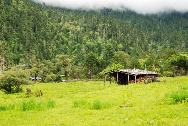 Nanyi Valley is located inside Nyingchi Prefecture in the Tibet Autonomous Region and because of its wide, thick forest and lush water resources, is known as the 'oxygen pump' of the region. From June to August, the landscape runs wild with blooming violets, a sight that attracts large numbers of tourists. [Photo: CRIENGLISH.com] 