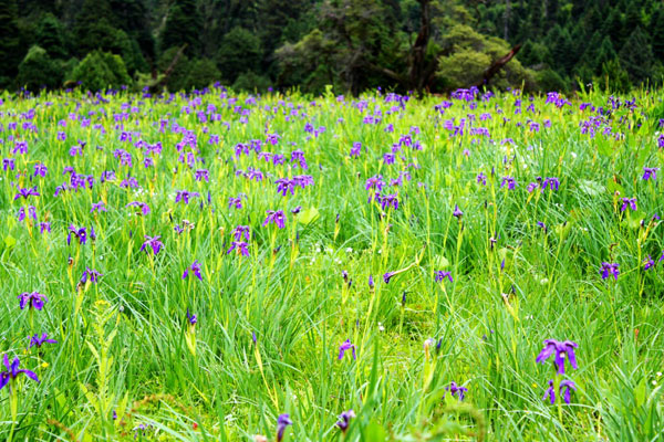 Nanyi Valley is located inside Nyingchi Prefecture in the Tibet Autonomous Region and because of its wide, thick forest and lush water resources, is known as the 'oxygen pump' of the region. From June to August, the landscape runs wild with blooming violets, a sight that attracts large numbers of tourists. [Photo: CRIENGLISH.com] 