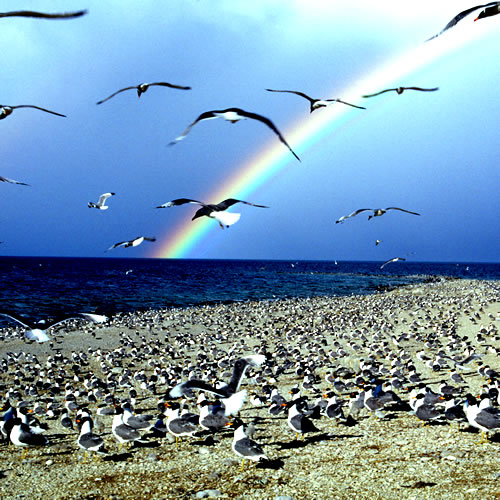 Bird Island at Qinghai Lake