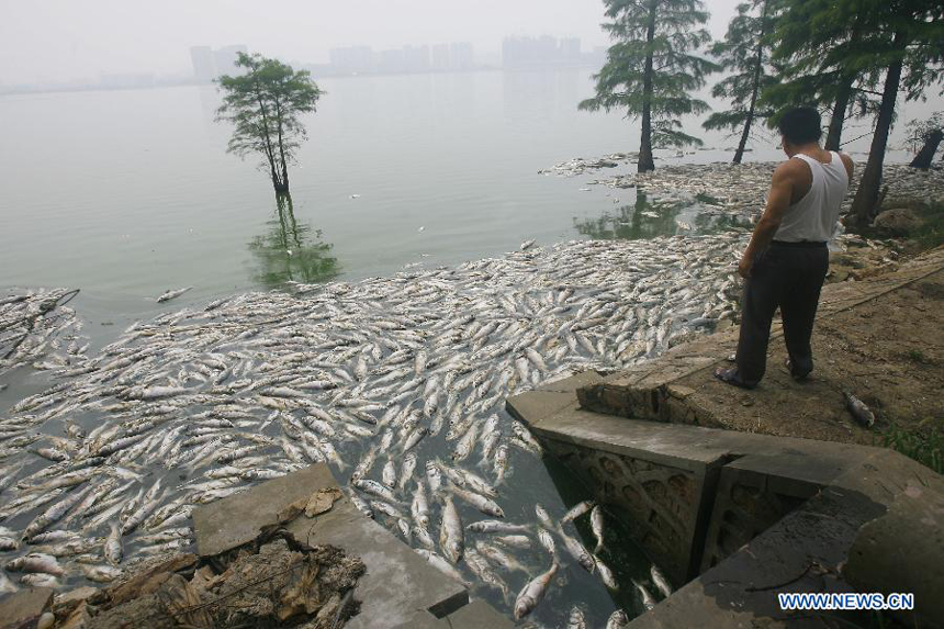 Dead fish float at the south lake in Wuhan, capital of central China's Hubei Province, July 15, 2012. Large amout of dead fish showed up at the south lake of Wuhan recently. For several years, the dumping of sewage water and gabage made the environment of the lake worse and worse.