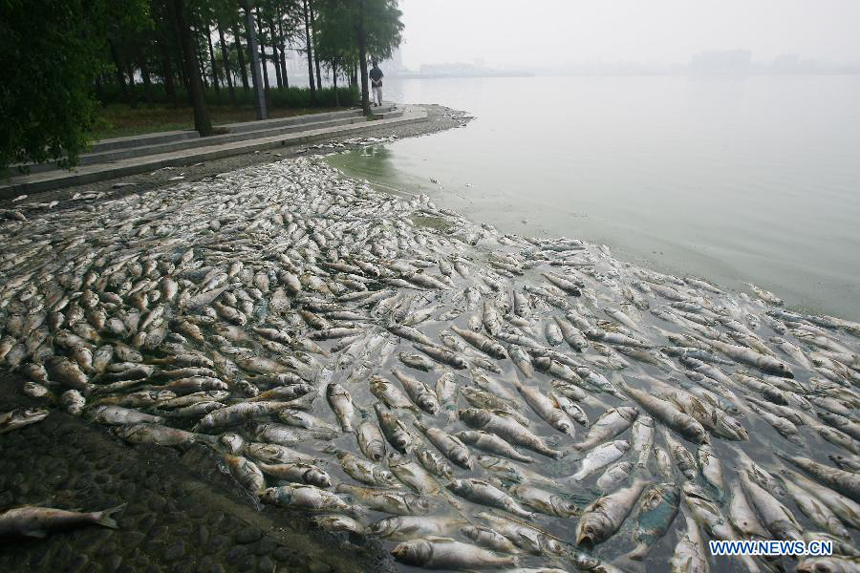 Dead fish float at the south lake in Wuhan, capital of central China's Hubei Province, July 15, 2012. Large amout of dead fish showed up at the south lake of Wuhan recently. For several years, the dumping of sewage water and gabage made the environment of the lake worse and worse.