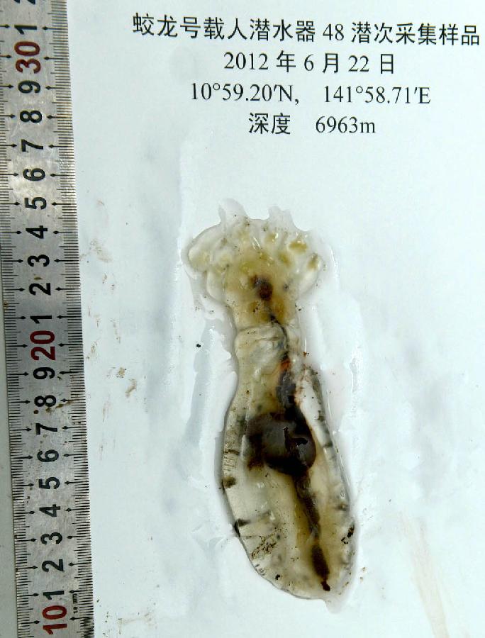 CHINA-SHANDONG-QINGDAO-JIAOLONG-FINDINGS