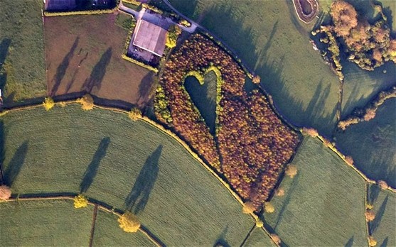 The giant heart formed with 6000 oak trees which Winston Howes planted in memory of his late wife Janet.[Agencies]