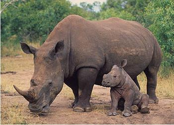 The number of rhinos poached has increased to 281 in South Africa since the beginning of this year. [File photo]