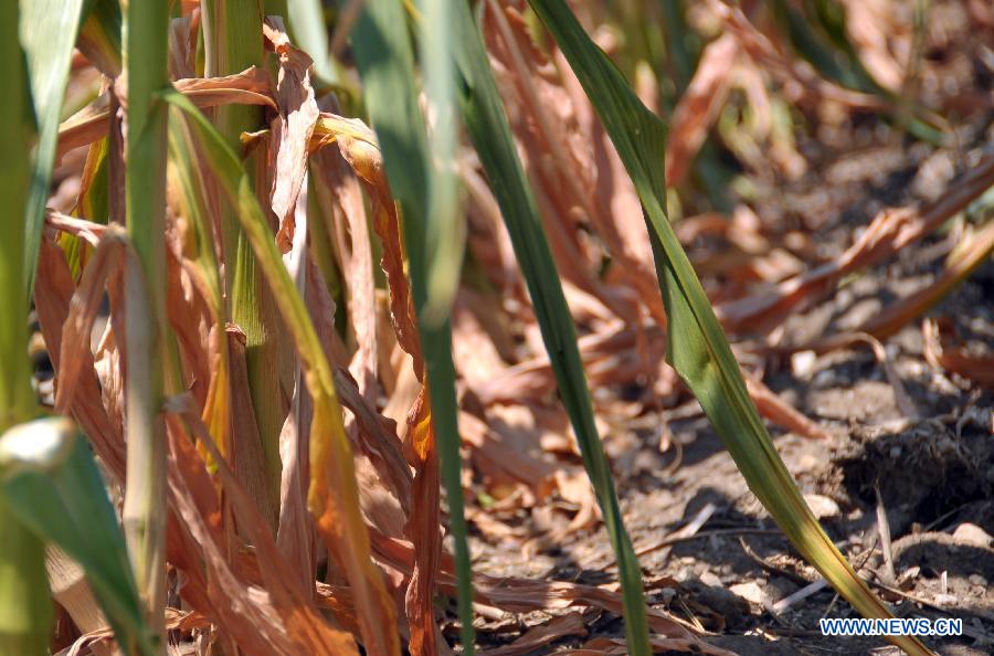 Corn struggles to survive in a drought-stricken farm field in Chicago, the United States, on July 17, 2012. The corn and soybean belt in the middle of the nation is experiencing one of the worst droughts in more than five decades.