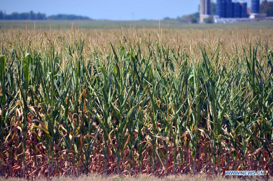 Corn struggles to survive in a drought-stricken farm field in Chicago, the United States, on July 17, 2012. The corn and soybean belt in the middle of the nation is experiencing one of the worst droughts in more than five decades.