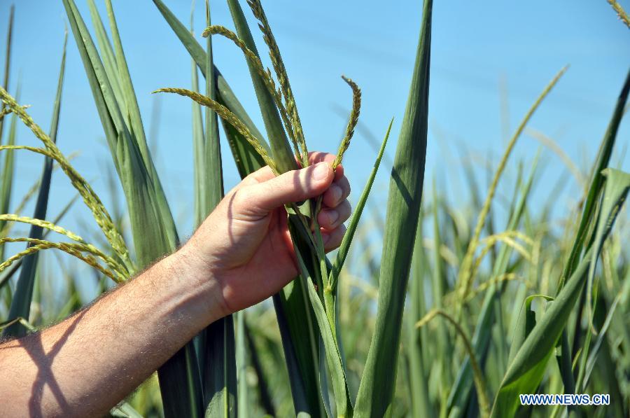 Corn struggles to survive in a drought-stricken farm field in Chicago, the United States, on July 17, 2012. The corn and soybean belt in the middle of the nation is experiencing one of the worst droughts in more than five decades.