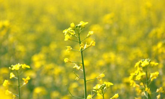 Rape flowers in the lavender field