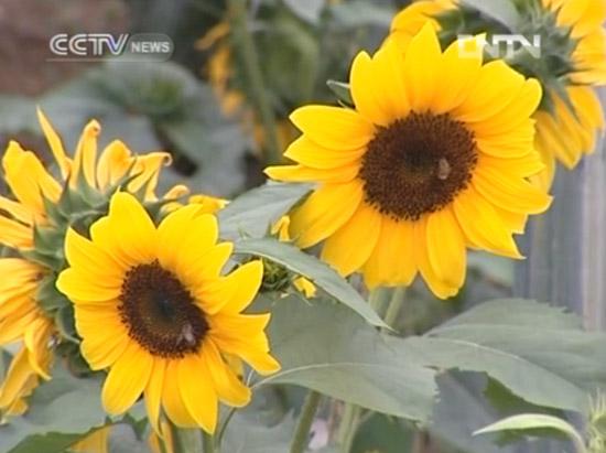 Sunflowers in the lavender field