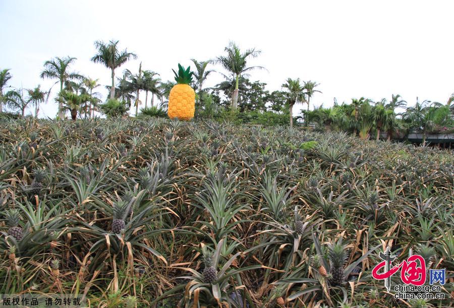 Nestled in the hills of northern Okinawa, Japan, the Nago Pineapple Park winery has turned into a major tourist attraction. The park features about 100 types of pineapple plants from around the world, flowers, ferns, tropical trees, seashells and, of course a gift shop and restaurant.[China.org.cn]