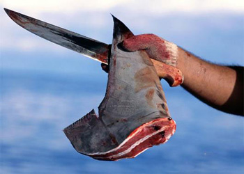 A large number of shark fins have been consumed at business dinners in China. [File photo] 