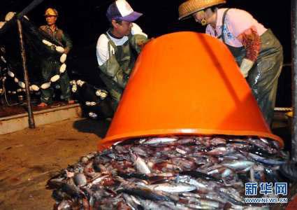 Dozens of Chinese boats are continuing to fish in waters around the Nansha islands, hoping to make a large haul during the brief 20 days of fishing season.