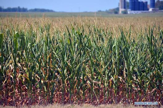 Corn struggles to survive in a drought-stricken farm field in Chicago, the United States, on July 17, 2012. 