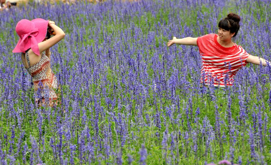 CHINA-LIAONING-DALIAN-LAVENDER FIELD (CN)