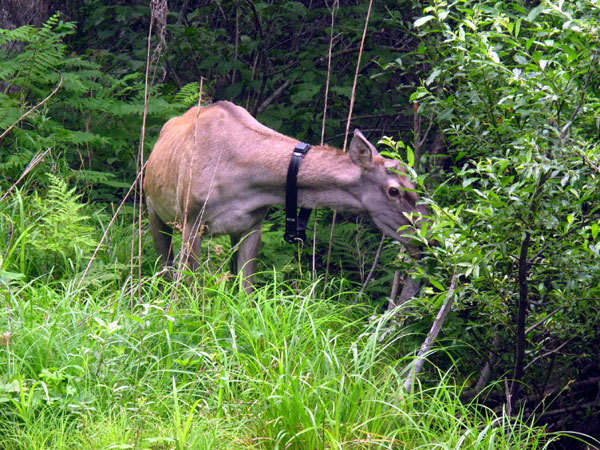 A red deer was returned to the wild at Wangqing Nature Reserve on Sunday as part of a tiger recovery project. 