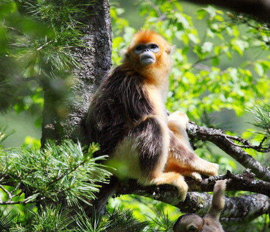 Two golden monkeys enjoy the tranquility in the Shennongjia Nature Reserve in Hubei province. [China Daily] 