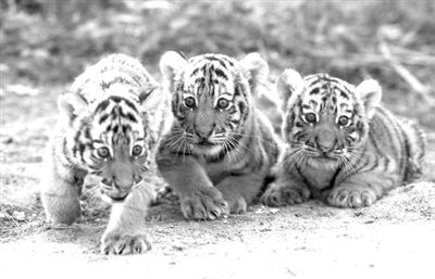 The Siberian tiger cubs. [163.com] 