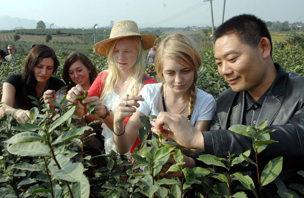 University students from the United States who are taking part in an internship program in China learn how to pick tea at a farm in Zhenjiang, East China's Jiangsu province. [Photo/Xinhua]