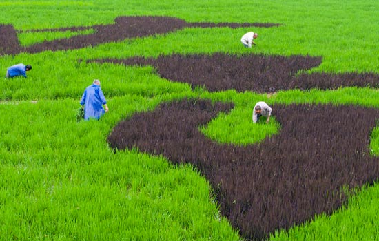 Jiaxing successfully plants colored rice