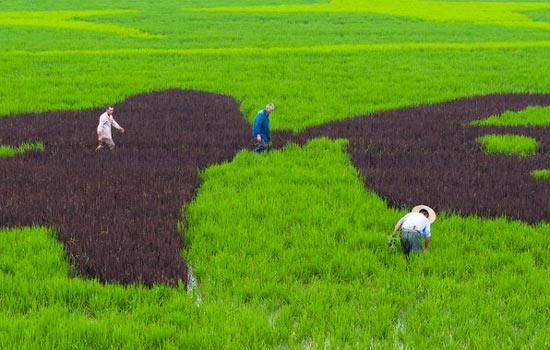 Jiaxing successfully plants colored rice