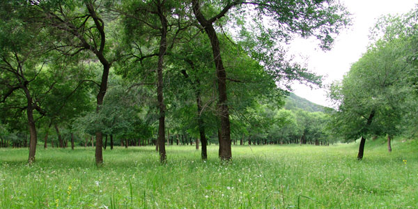 Tall grass and lush trees as well as cool temperature make the Ice Mountain Range an ideal summer getaway. [Photo: China.org.cn]