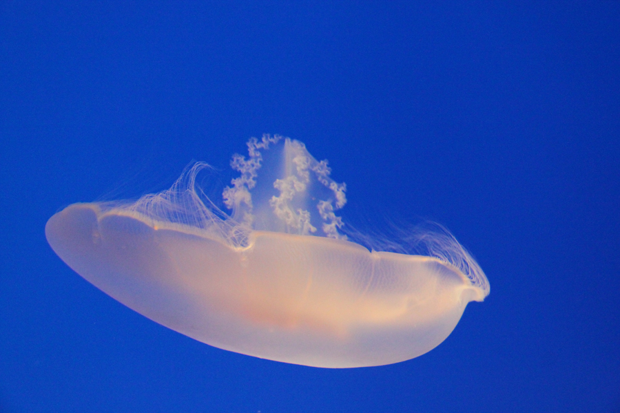 Delicate moon jellyfish in Monterey Bay Aquarium, California, U.S. [China.org.cn/ by Li Xiaohua]