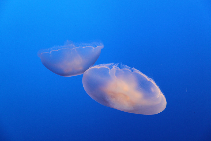 Delicate moon jellyfish in Monterey Bay Aquarium, California, U.S. [China.org.cn/ by Li Xiaohua]