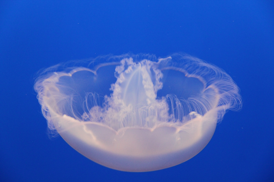 Delicate moon jellyfish in Monterey Bay Aquarium, California, U.S. [China.org.cn/ by Li Xiaohua]