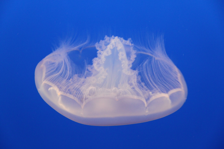 Delicate moon jellyfish in Monterey Bay Aquarium, California, U.S. [China.org.cn/ by Li Xiaohua]