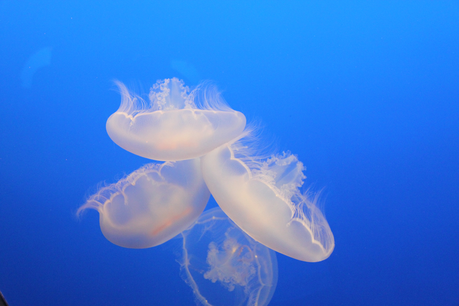 Delicate moon jellyfish in Monterey Bay Aquarium, California, U.S. [China.org.cn/ by Li Xiaohua]