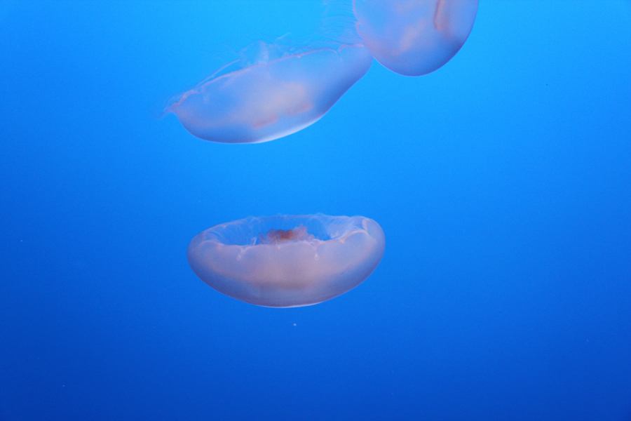 Delicate moon jellyfish in Monterey Bay Aquarium, California, U.S. [China.org.cn/ by Li Xiaohua]