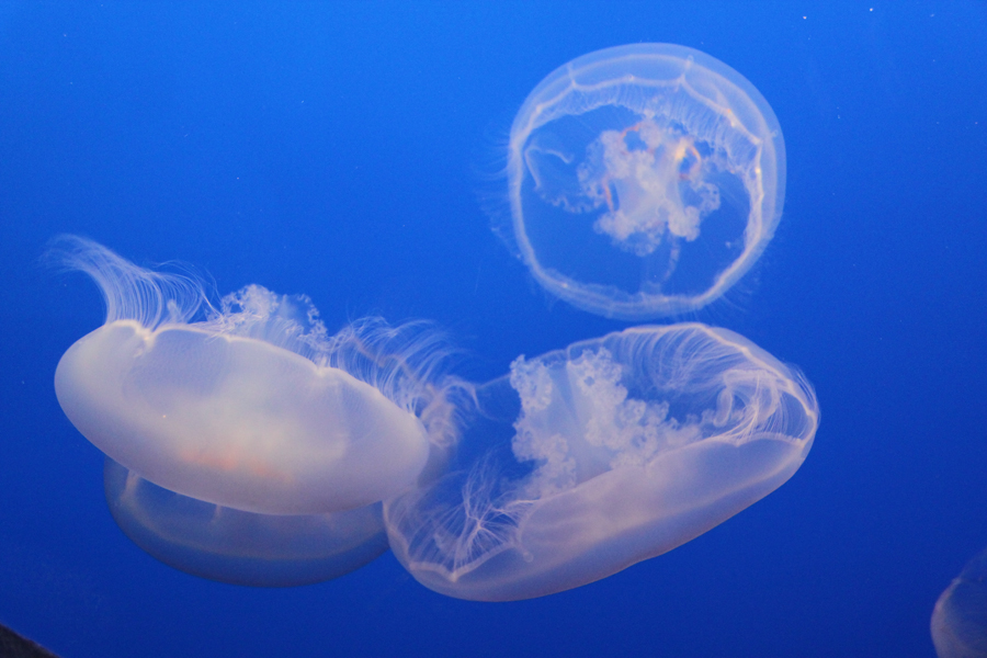 Delicate moon jellyfish in Monterey Bay Aquarium, California, U.S. [China.org.cn/ by Li Xiaohua]