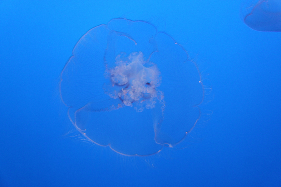 Delicate moon jellyfish in Monterey Bay Aquarium, California, U.S. [China.org.cn/ by Li Xiaohua]