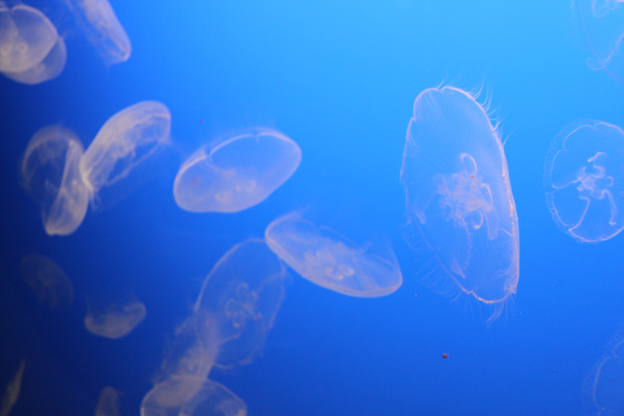 Delicate moon jellyfish in Monterey Bay Aquarium, California, U.S. [China.org.cn/ by Li Xiaohua]