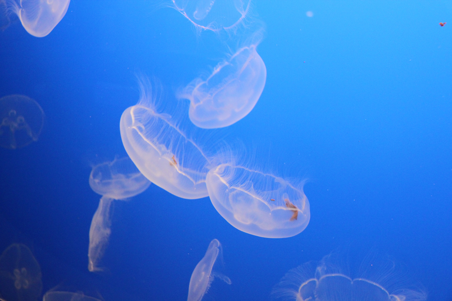 Delicate moon jellyfish in Monterey Bay Aquarium, California, U.S. [China.org.cn/ by Li Xiaohua]