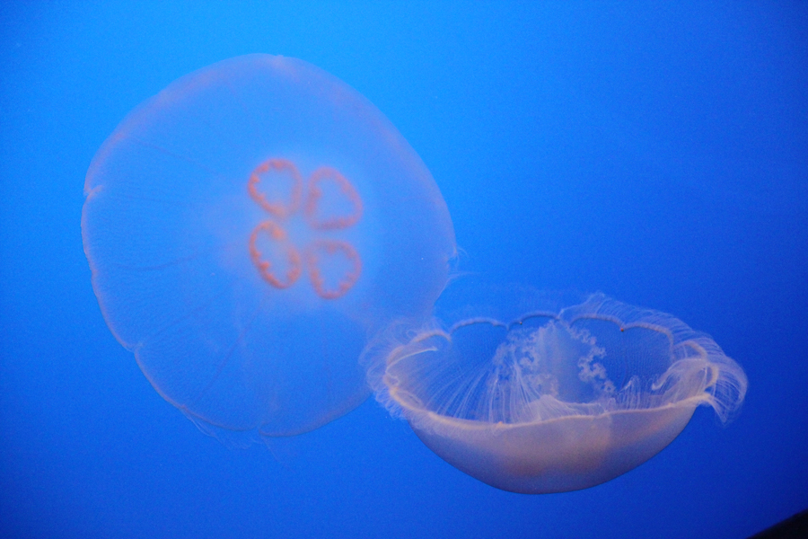 Delicate moon jellyfish in Monterey Bay Aquarium, California, U.S. [China.org.cn/ by Li Xiaohua]