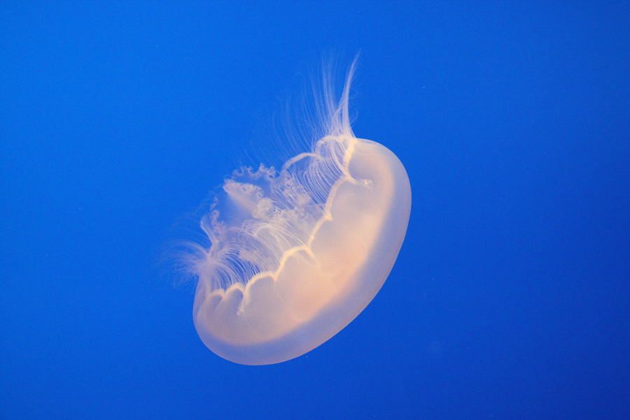 Delicate moon jellyfish in Monterey Bay Aquarium, California, U.S. [China.org.cn/ by Li Xiaohua]