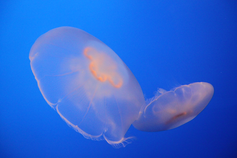 Delicate moon jellyfish in Monterey Bay Aquarium, California, U.S. [China.org.cn/ by Li Xiaohua]