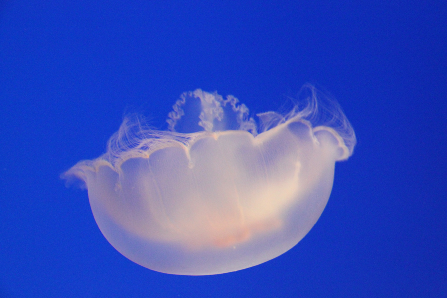 Delicate moon jellyfish in Monterey Bay Aquarium, California, U.S. [China.org.cn/ by Li Xiaohua]